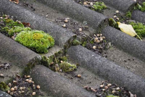 Démoussage de toit dans le Lot et Garonne 47