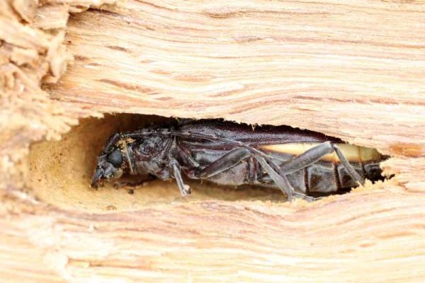 capricorne des maisons dans le bois